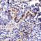 M3S1 antibody, A10368, Boster Biological Technology, Immunohistochemistry paraffin image 