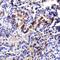 Transmembrane 4 L6 family member 1 antibody, A10368, Boster Biological Technology, Immunohistochemistry paraffin image 