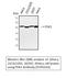 3-Phosphoinositide Dependent Protein Kinase 1 antibody, STJ95010, St John