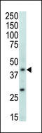 Mitogen-Activated Protein Kinase 11 antibody, LS-C100750, Lifespan Biosciences, Western Blot image 