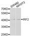 Interferon Regulatory Factor 2 antibody, STJ24223, St John