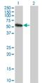 Ubiquitin Specific Peptidase 3 antibody, H00009960-M01, Novus Biologicals, Western Blot image 