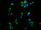 Cytoplasmic Polyadenylation Element Binding Protein 4 antibody, LS-C377410, Lifespan Biosciences, Immunofluorescence image 