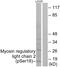 Myosin Light Chain 9 antibody, P30438, Boster Biological Technology, Western Blot image 