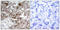 Cortactin antibody, LS-C118084, Lifespan Biosciences, Immunohistochemistry frozen image 