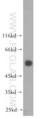 Heat Shock Transcription Factor 4 antibody, 18797-1-AP, Proteintech Group, Western Blot image 
