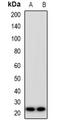 Family With Sequence Similarity 3 Member D antibody, orb382665, Biorbyt, Western Blot image 