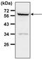 Autophagy Related 4D Cysteine Peptidase antibody, PA5-28363, Invitrogen Antibodies, Western Blot image 