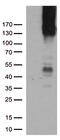 CD31 antibody, UM500106CF, Origene, Western Blot image 