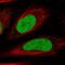 HIRA Interacting Protein 3 antibody, PA5-65684, Invitrogen Antibodies, Immunofluorescence image 