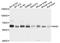 NEDD8 Activating Enzyme E1 Subunit 1 antibody, STJ24676, St John