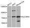 Solute Carrier Family 39 Member 4 antibody, LS-B15410, Lifespan Biosciences, Western Blot image 