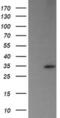 Trafficking Protein Particle Complex 4 antibody, MA5-26162, Invitrogen Antibodies, Western Blot image 