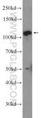 R3H Domain And Coiled-Coil Containing 1 Like antibody, 24967-1-AP, Proteintech Group, Western Blot image 