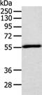 TNF Receptor Associated Factor 2 antibody, CSB-PA034758, Cusabio, Western Blot image 