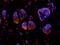 Cyclin G2 antibody, orb5931, Biorbyt, Immunofluorescence image 