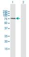 ADAM Metallopeptidase Domain 2 antibody, H00002515-B01P, Novus Biologicals, Western Blot image 