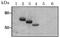 FcERI antibody, GTX00712, GeneTex, Western Blot image 