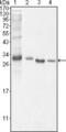 BCL10 Immune Signaling Adaptor antibody, MA5-14756, Invitrogen Antibodies, Western Blot image 