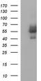 Ankyrin repeat and MYND domain-containing protein 2 antibody, LS-C338463, Lifespan Biosciences, Western Blot image 