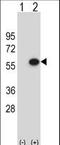 ERGIC And Golgi 3 antibody, LS-C167806, Lifespan Biosciences, Western Blot image 