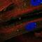 Thrombospondin 1 antibody, NBP2-56694, Novus Biologicals, Immunocytochemistry image 