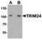 Tripartite Motif Containing 24 antibody, TA319761, Origene, Western Blot image 