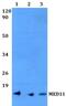 Mediator Complex Subunit 11 antibody, PA5-75695, Invitrogen Antibodies, Western Blot image 