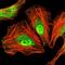 CCAAT Enhancer Binding Protein Alpha antibody, GTX60584, GeneTex, Immunofluorescence image 