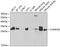 Charged multivesicular body protein 2b antibody, 19-639, ProSci, Western Blot image 