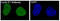 Cyclin E1 antibody, M00543, Boster Biological Technology, Immunofluorescence image 