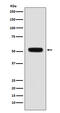 Fibulin 5 antibody, M02317-1, Boster Biological Technology, Western Blot image 