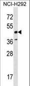 RAD52 Homolog, DNA Repair Protein antibody, LS-C162412, Lifespan Biosciences, Western Blot image 