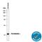 Parvalbumin antibody, AF5058, R&D Systems, Western Blot image 