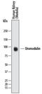 Uromodulin antibody, MAB5144, R&D Systems, Western Blot image 