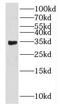 Hydroxysteroid 17-Beta Dehydrogenase 8 antibody, FNab04030, FineTest, Western Blot image 