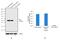 Paired Box 6 antibody, 42-6600, Invitrogen Antibodies, Western Blot image 