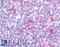 G Protein-Coupled Receptor 62 antibody, LS-A3548, Lifespan Biosciences, Immunohistochemistry frozen image 