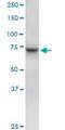 Tubulin Gamma Complex Associated Protein 4 antibody, H00027229-B01P, Novus Biologicals, Western Blot image 