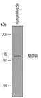 Neuroligin 4 antibody, PA5-47703, Invitrogen Antibodies, Western Blot image 