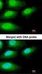 Interleukin 1 Receptor Associated Kinase 3 antibody, orb74049, Biorbyt, Immunofluorescence image 
