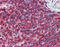 Phosphatidylinositol-5-Phosphate 4-Kinase Type 2 Alpha antibody, 51-980, ProSci, Immunohistochemistry frozen image 