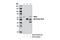 Enhancer of mRNA-decapping protein 3 antibody, 12469S, Cell Signaling Technology, Immunoprecipitation image 