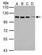 Tripartite Motif Containing 37 antibody, NBP2-20715, Novus Biologicals, Western Blot image 