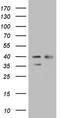 WD Repeat Domain 61 antibody, LS-C794075, Lifespan Biosciences, Western Blot image 