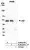 p53 antibody, A500-015A, Bethyl Labs, Immunoprecipitation image 