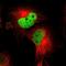 WD Repeat And HMG-Box DNA Binding Protein 1 antibody, NBP1-89091, Novus Biologicals, Immunofluorescence image 