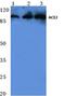Angiotensin I Converting Enzyme 2 antibody, PA5-75453, Invitrogen Antibodies, Western Blot image 