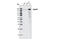 Jagged Canonical Notch Ligand 2 antibody, 2210S, Cell Signaling Technology, Western Blot image 