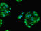 Glycerol-3-Phosphate Dehydrogenase 1 antibody, LS-C369713, Lifespan Biosciences, Immunofluorescence image 